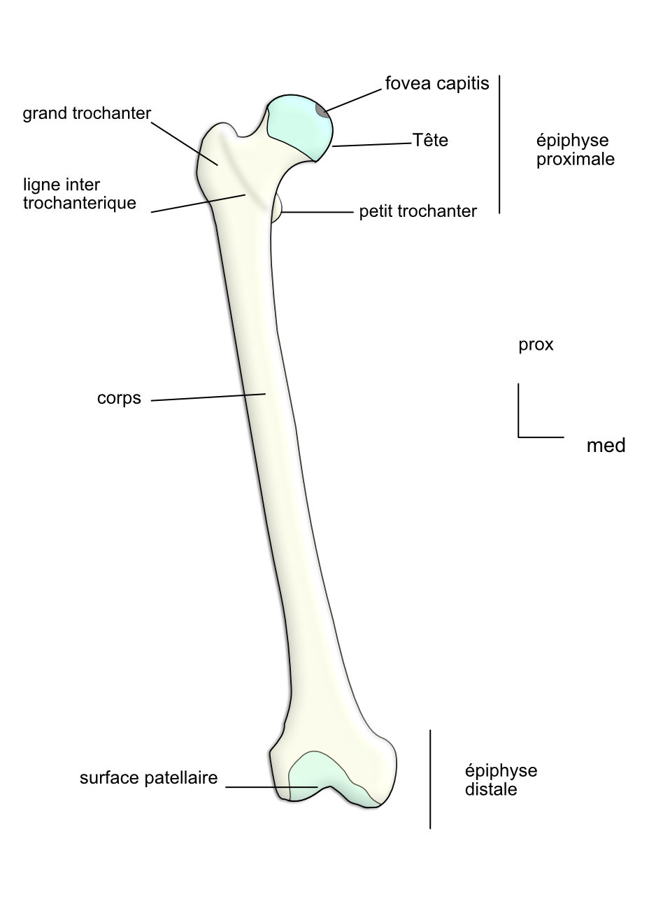 femur:vue ventrale 