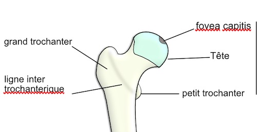 femur:épiphyse proximale 