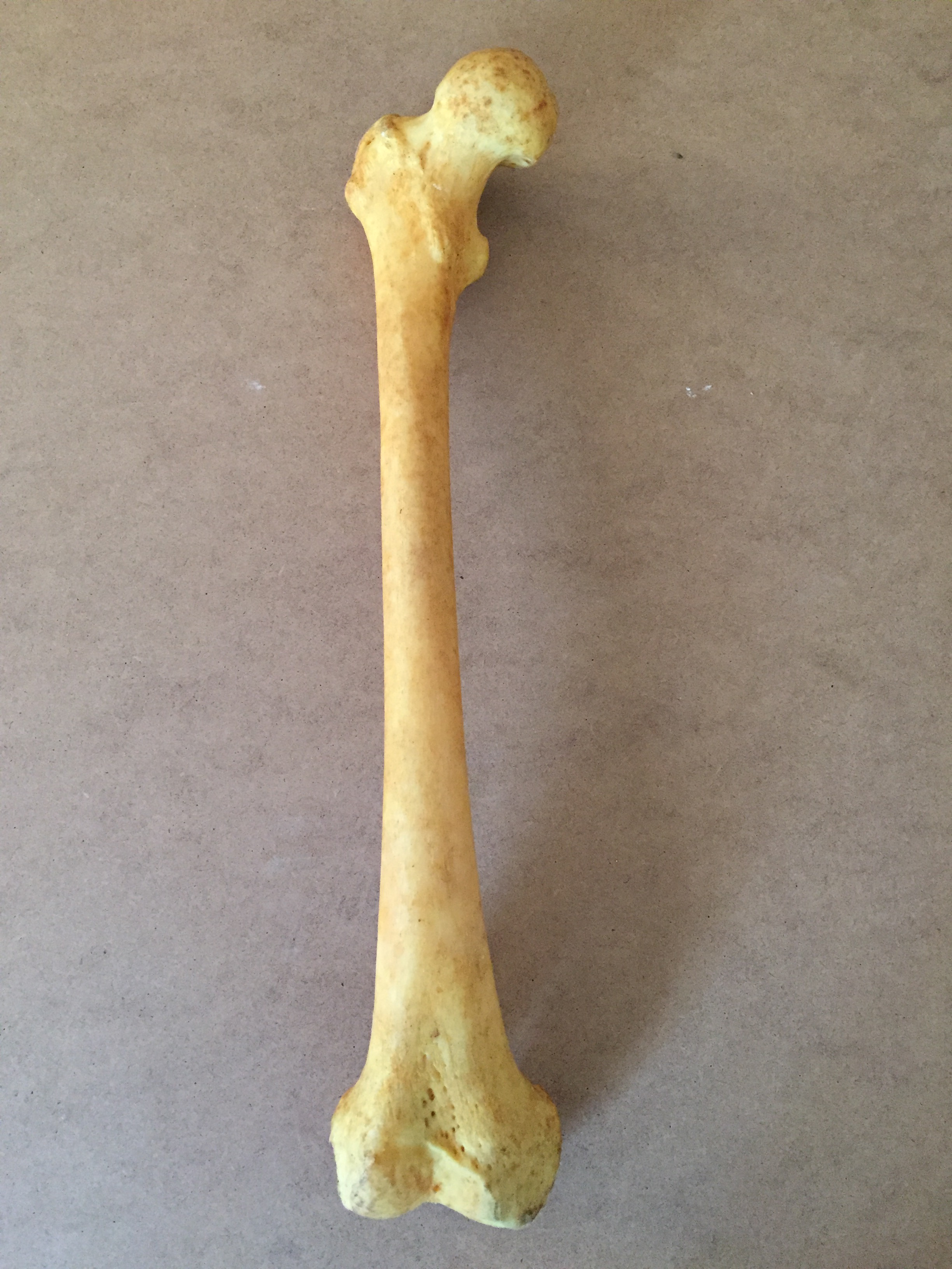 femur:face 