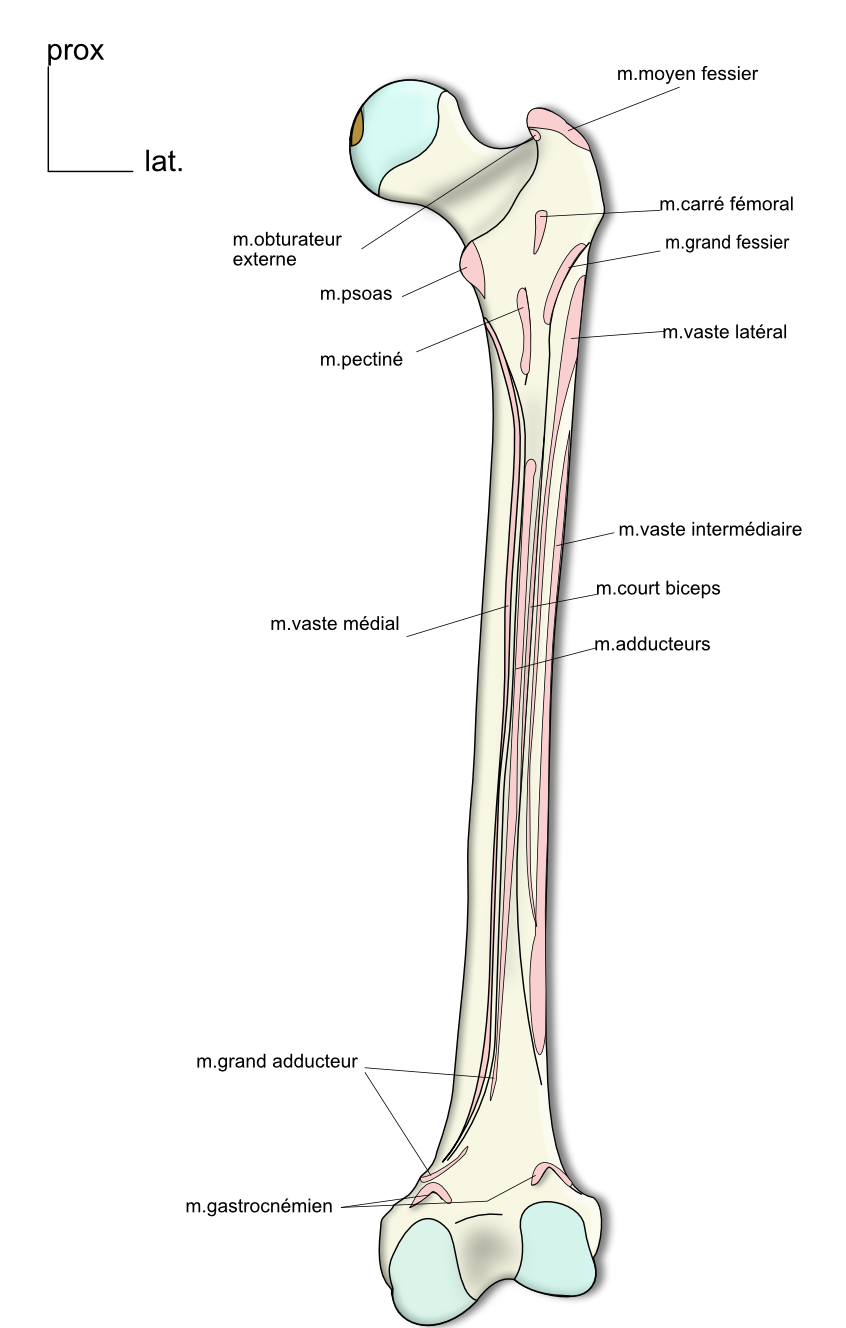 femur:insertiond musculaires:face dorsale 