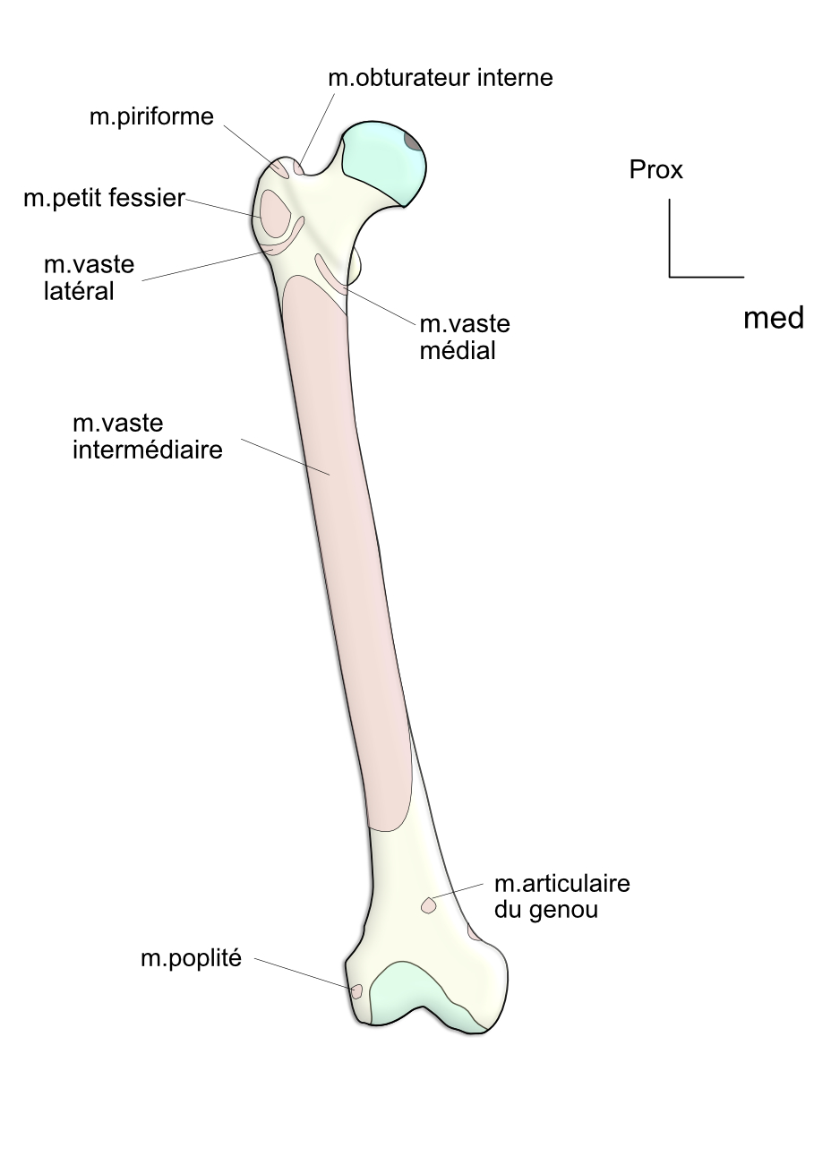 femur:insertiond musculaires:face ventrale 