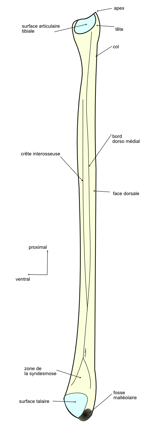  vue médiale de la fibula