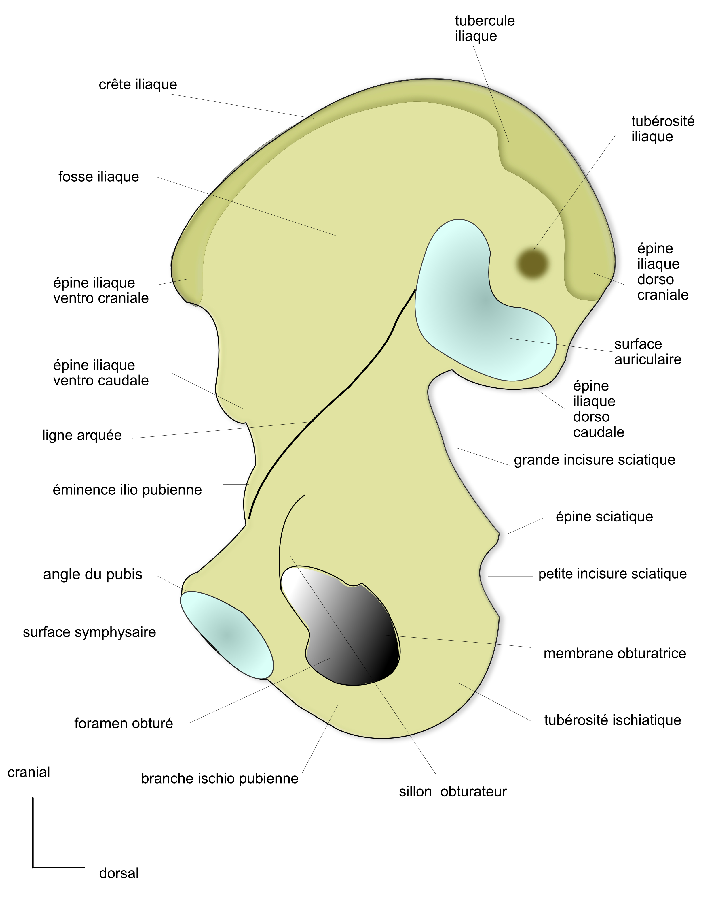 os coxal:face médiale 