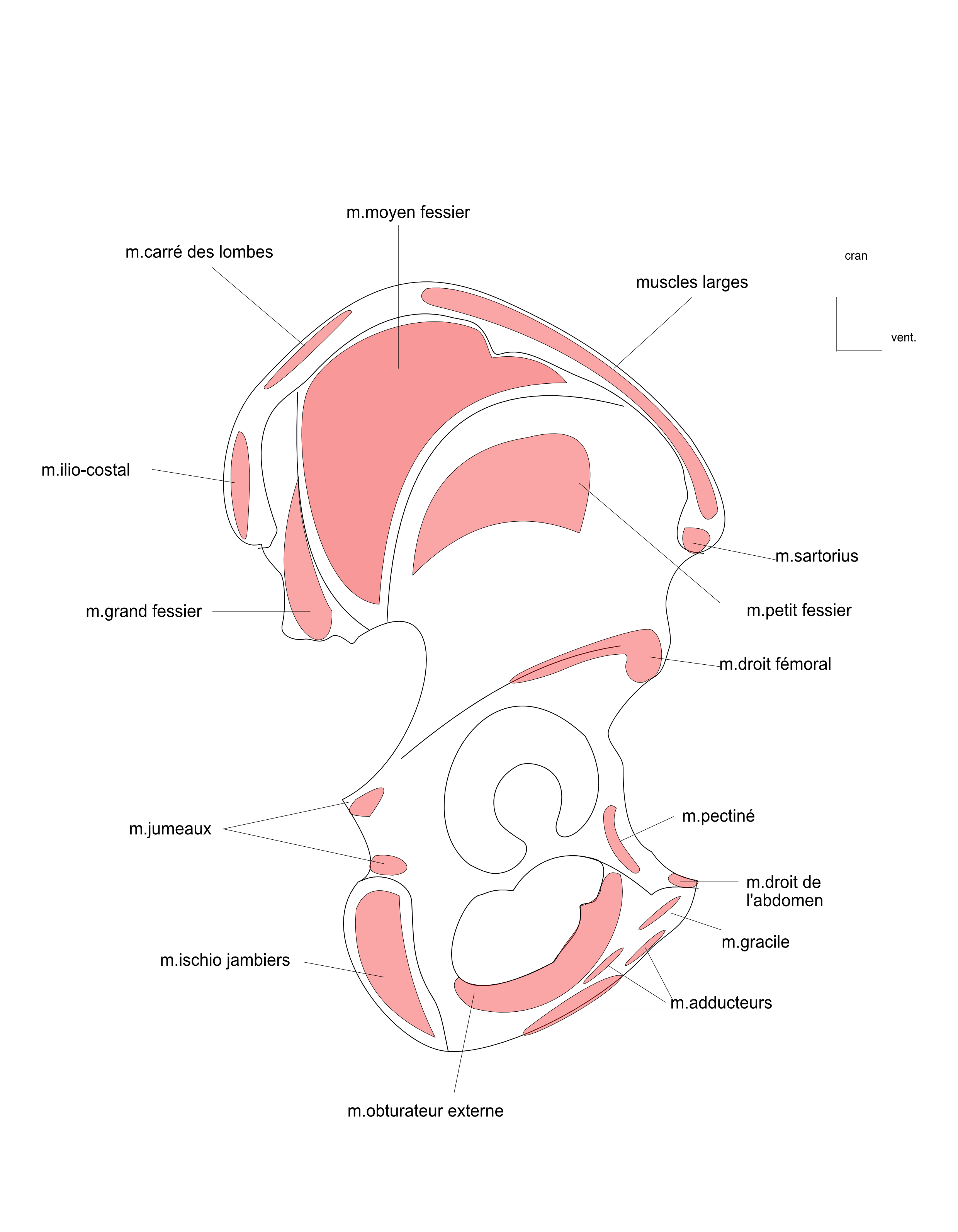 os coxal:insertions musculaires de la face latérale 