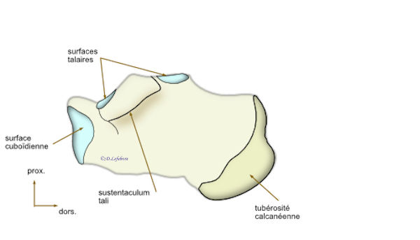 calcaneus médial 