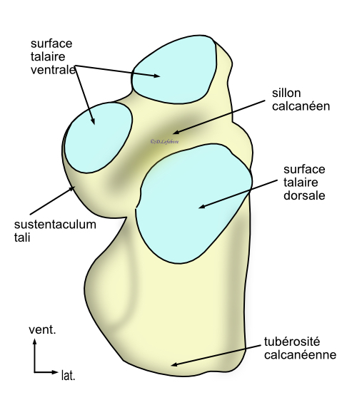 calcaneus vue proximale 