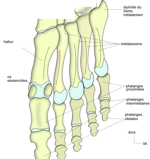 tarse antérieur schématique 