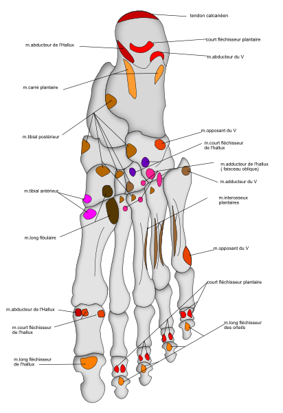 insertions musculaires plantaires