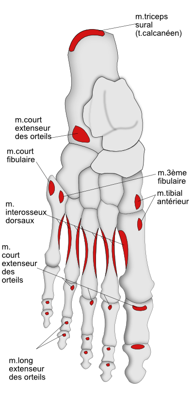 insertions musculaires dorsales