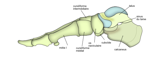 vue plantaire du pied 