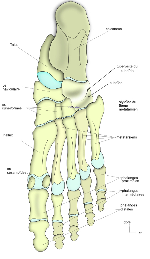 vue plantaire du pied 