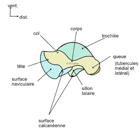 talus vue  médiale 