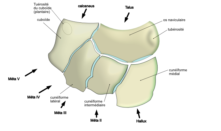 tarse antérieur schématique 