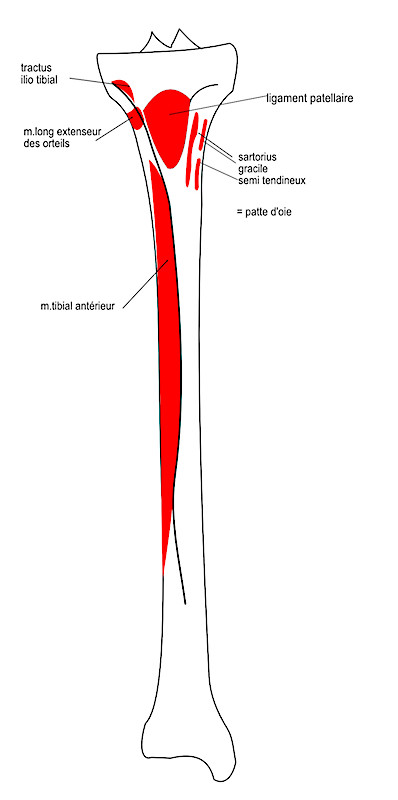  insertions ventrales 