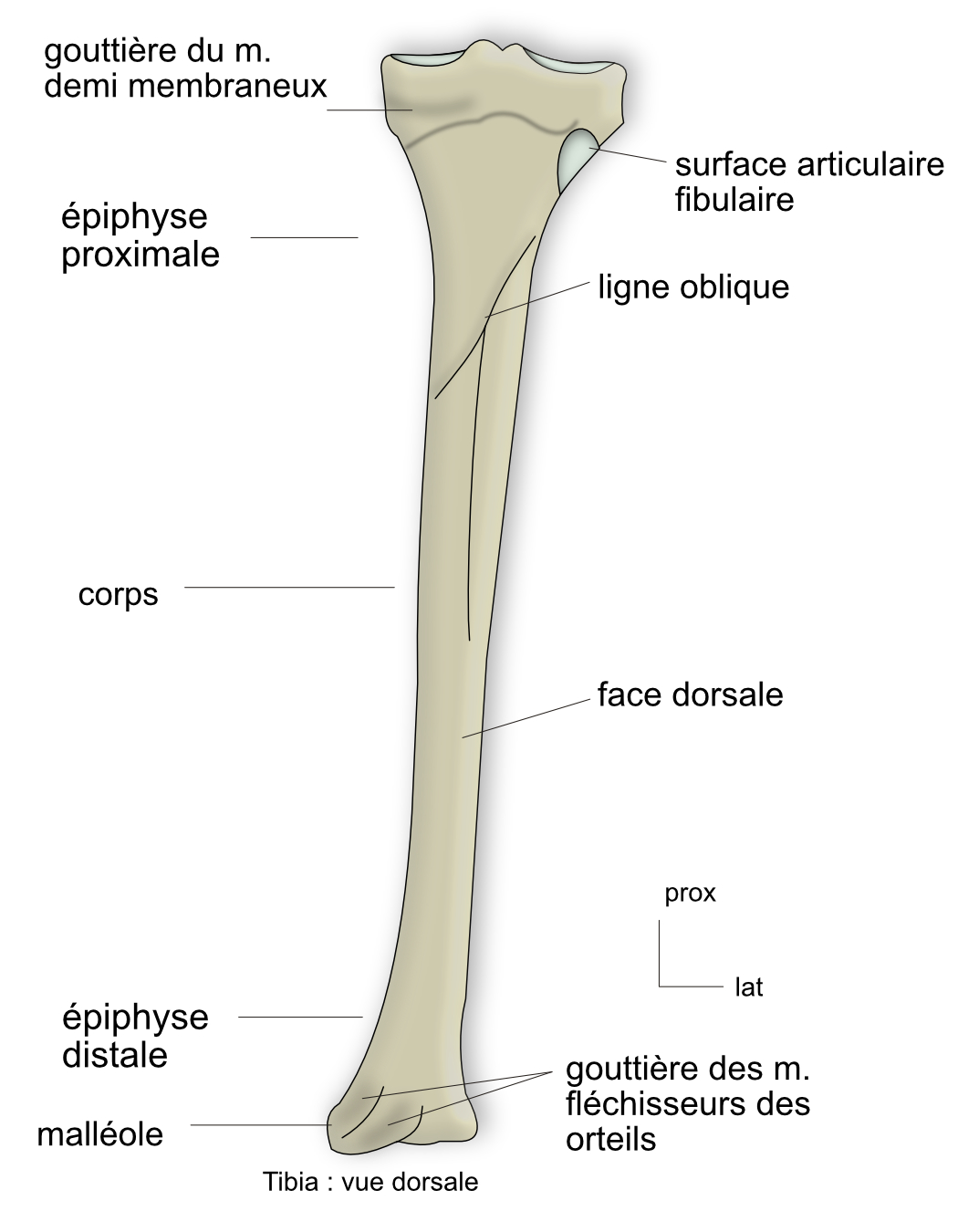  vue dorsale du tibia