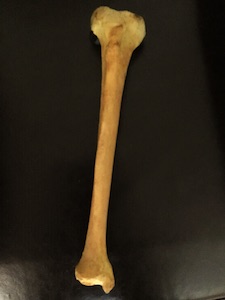  tibia: vue ventrale 