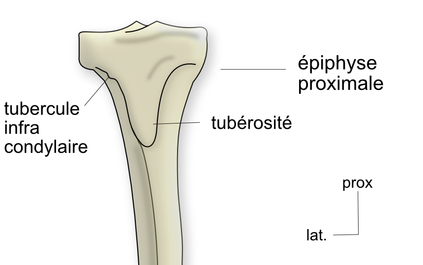  épiphyse proximale: vue ventrale 