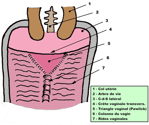 VAGIN VULVE