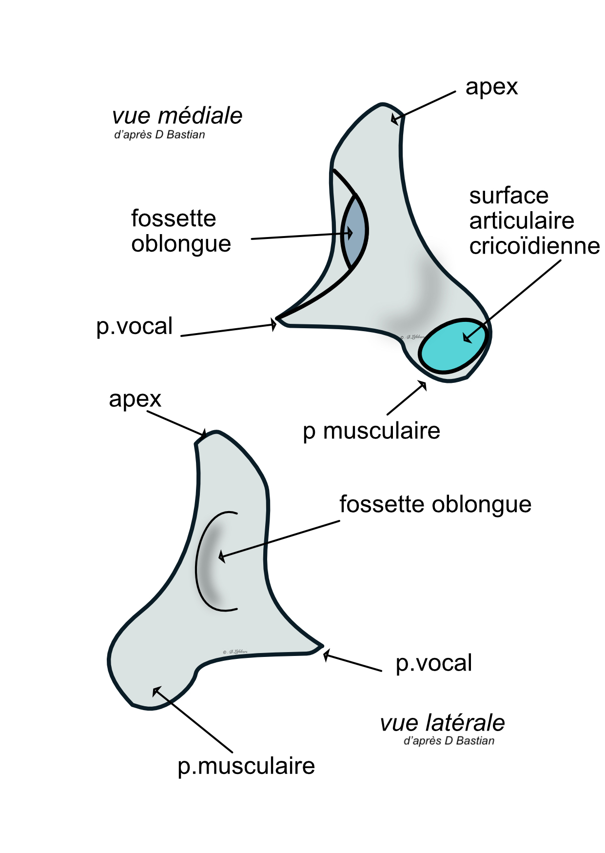 cartilages arytenoides 