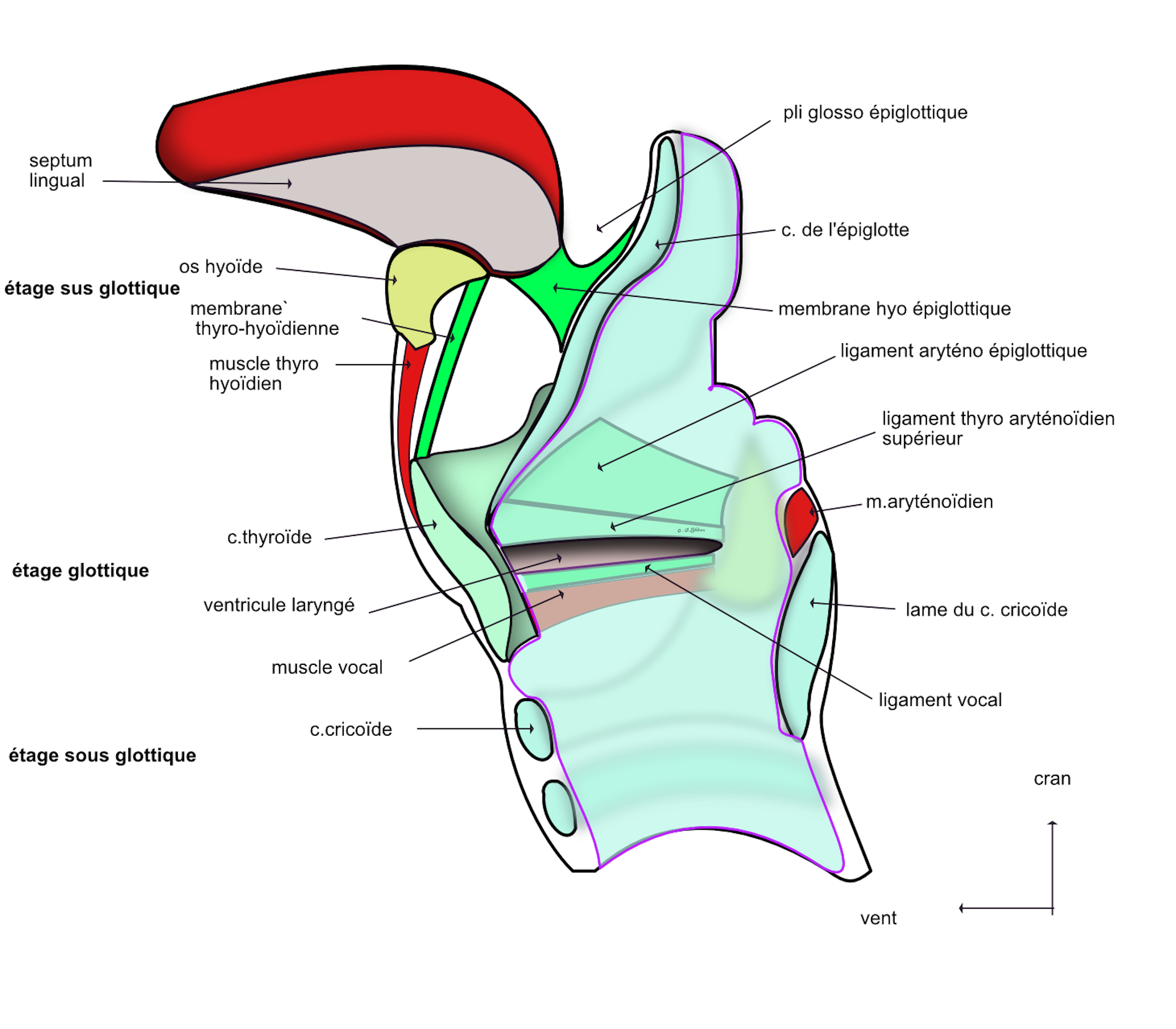  coupe verticale du larynx