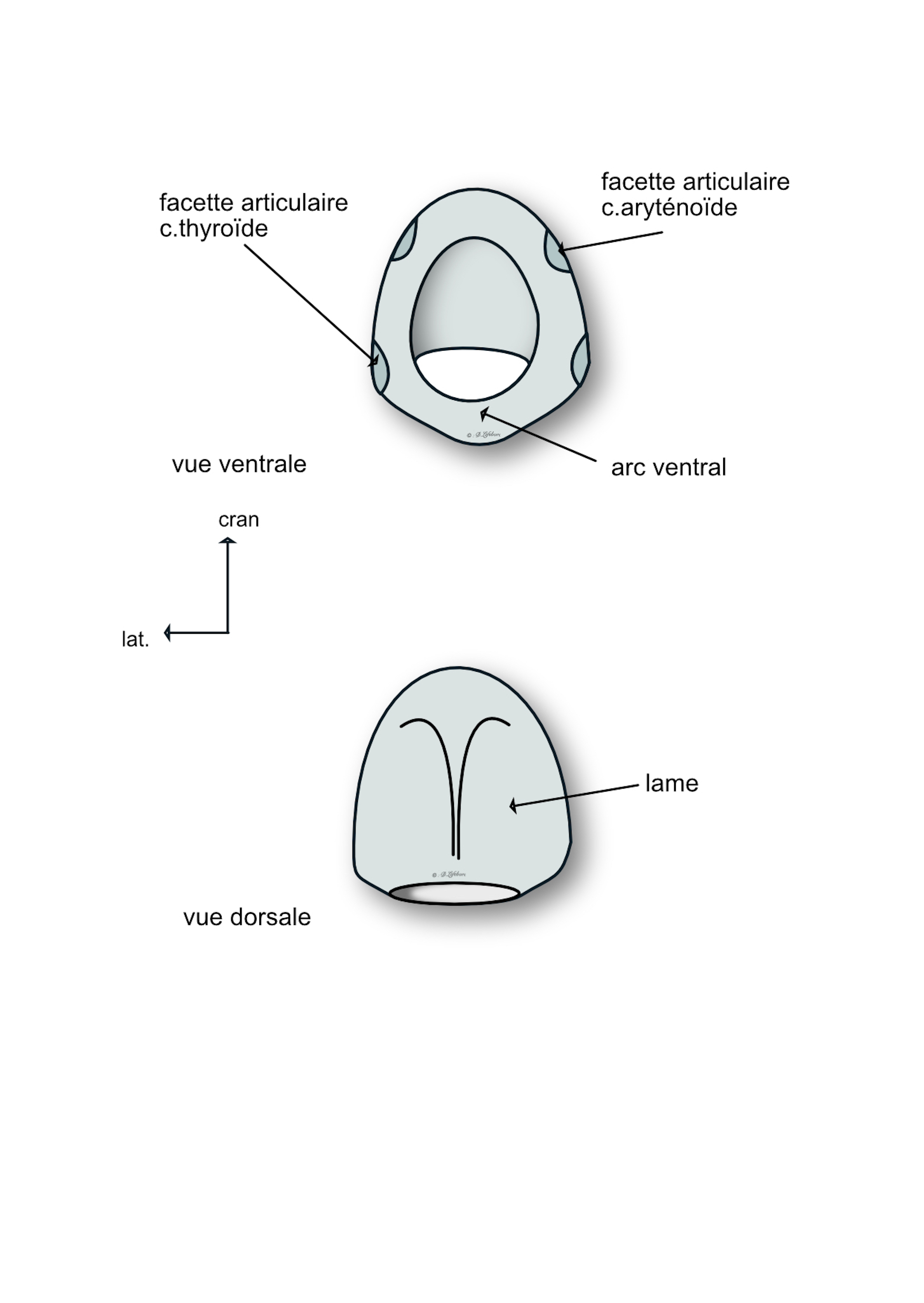 cartilage cricoide 