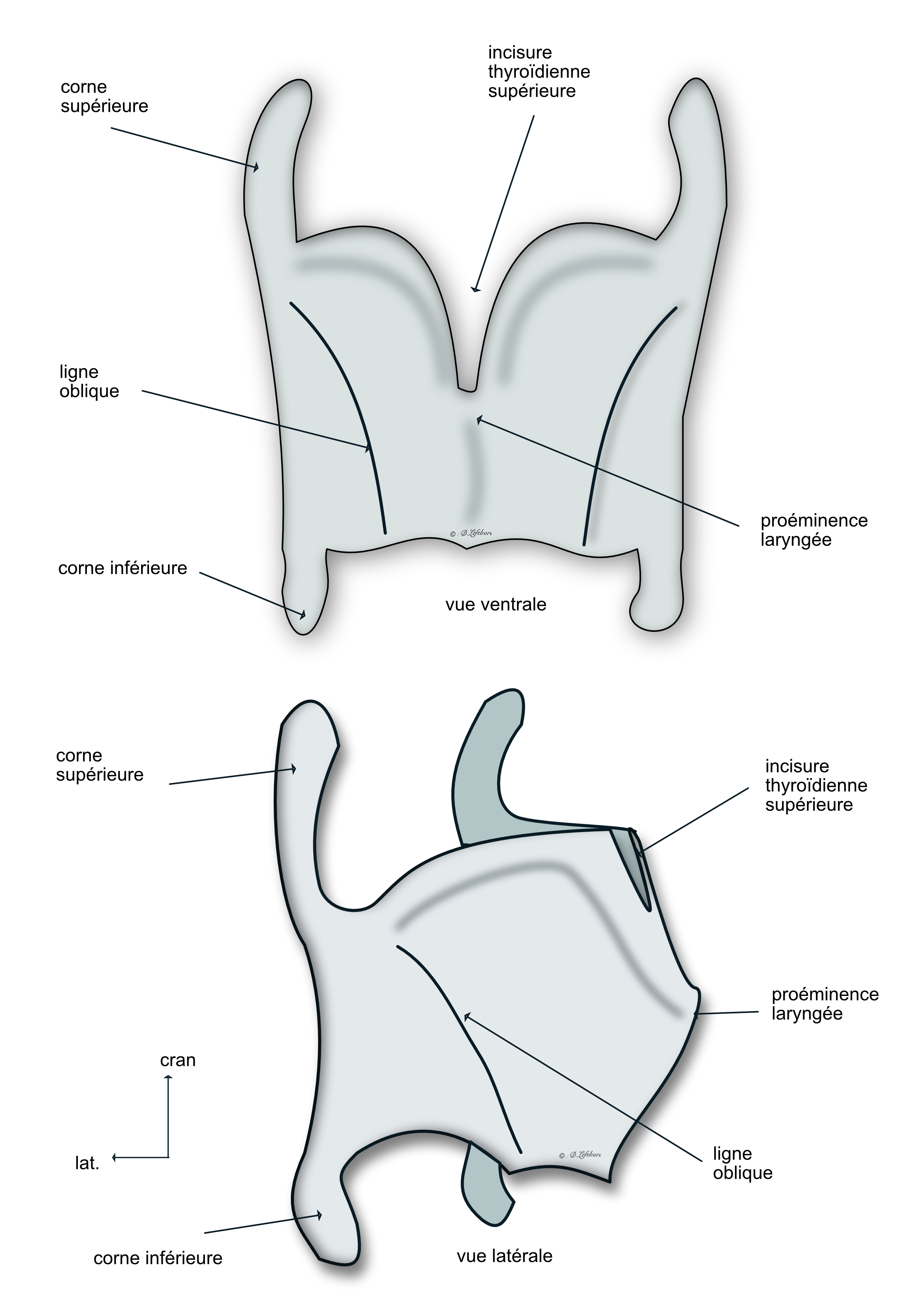 cartilage thyroïde 