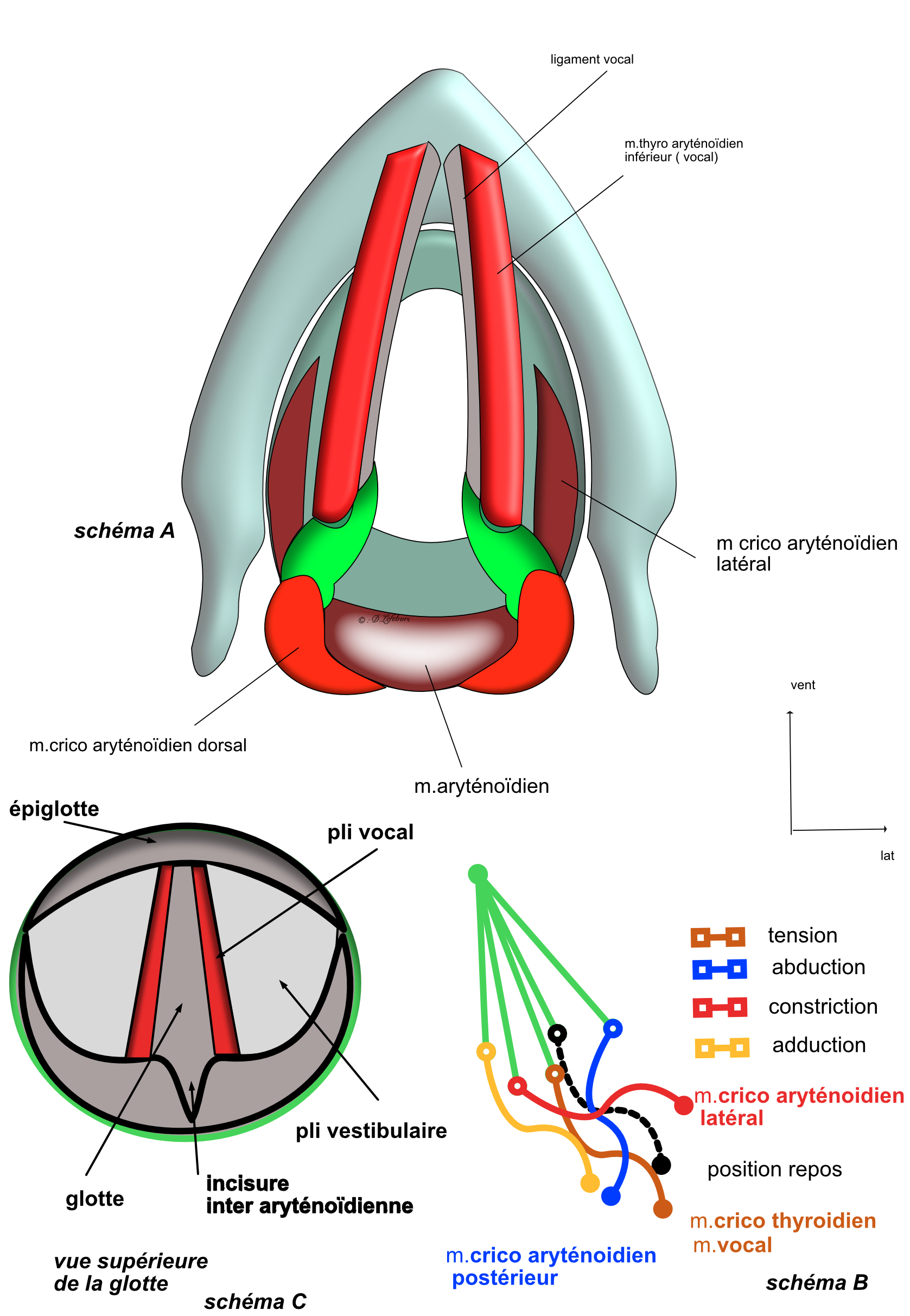  muscles du larynxe
