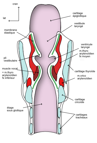  coupe frontale du larynx