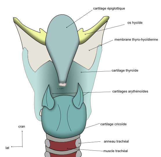  vue dorsale du larynx 