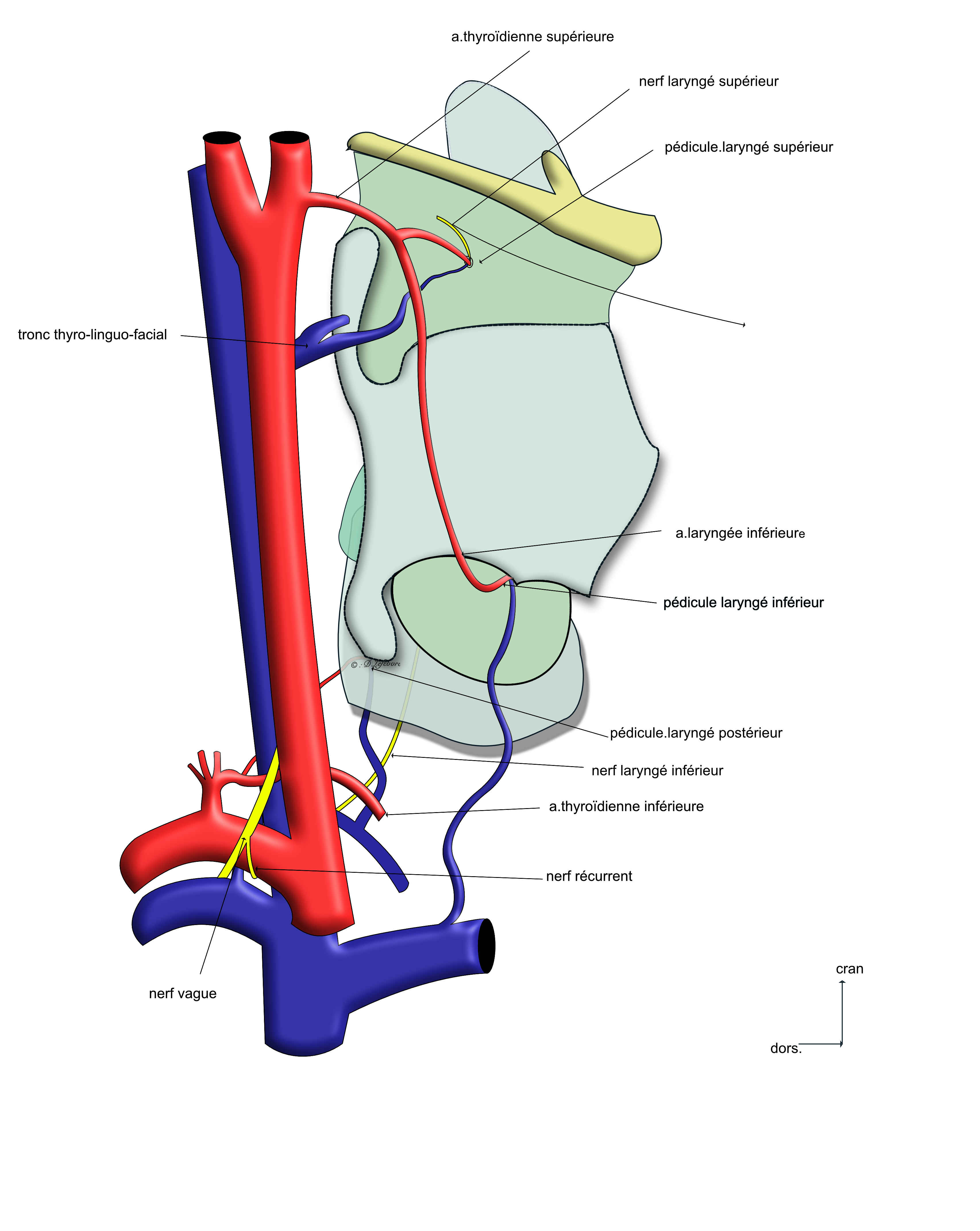  vascularisation du larynx