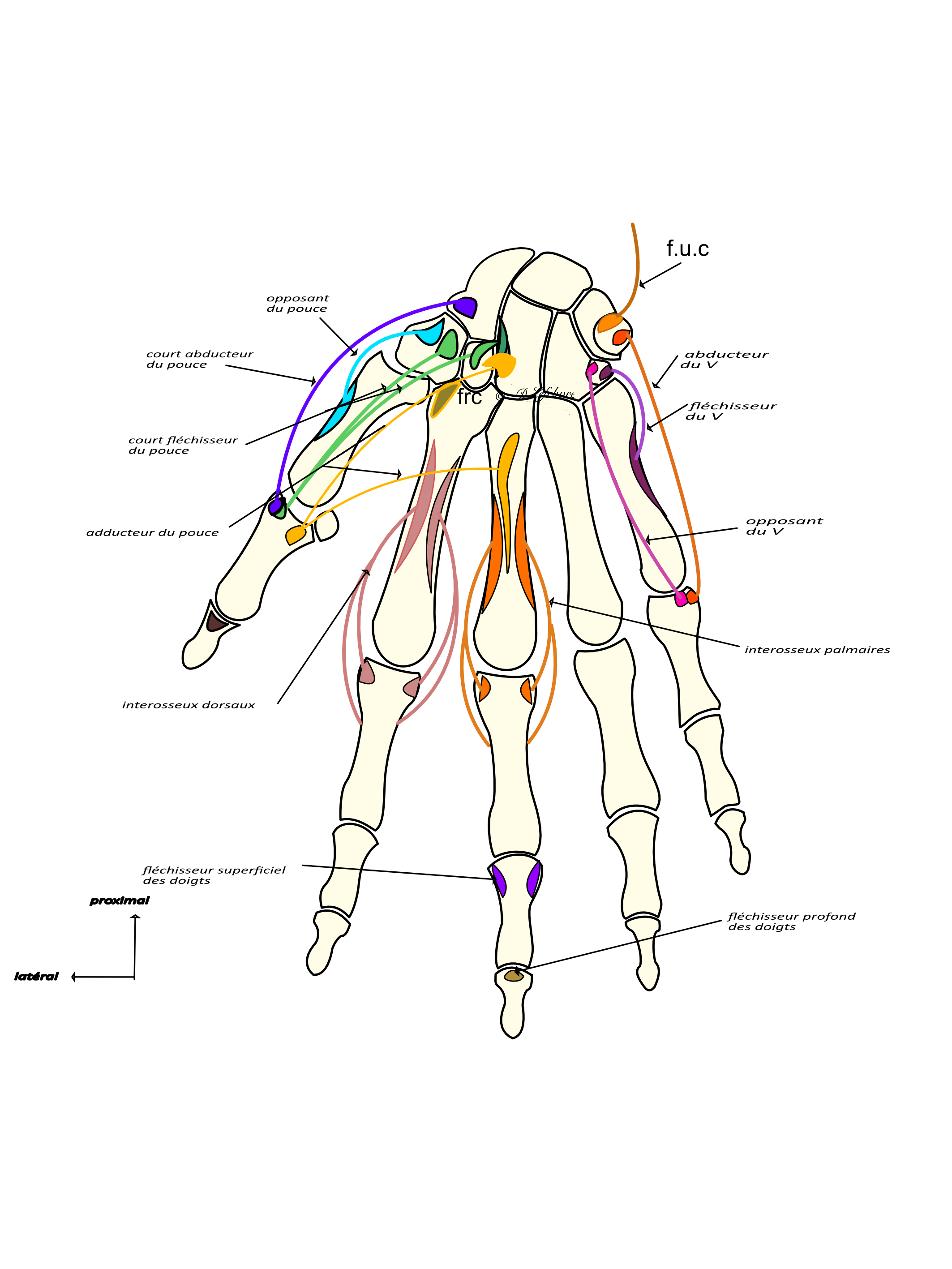 muscles del la face ventrale de la main