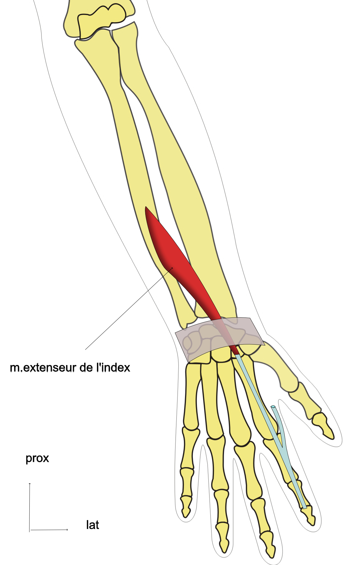 extenseur de l'index