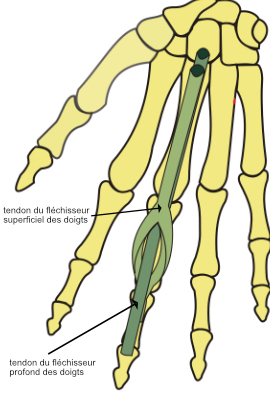 terminaison des tendons FCS et FCP