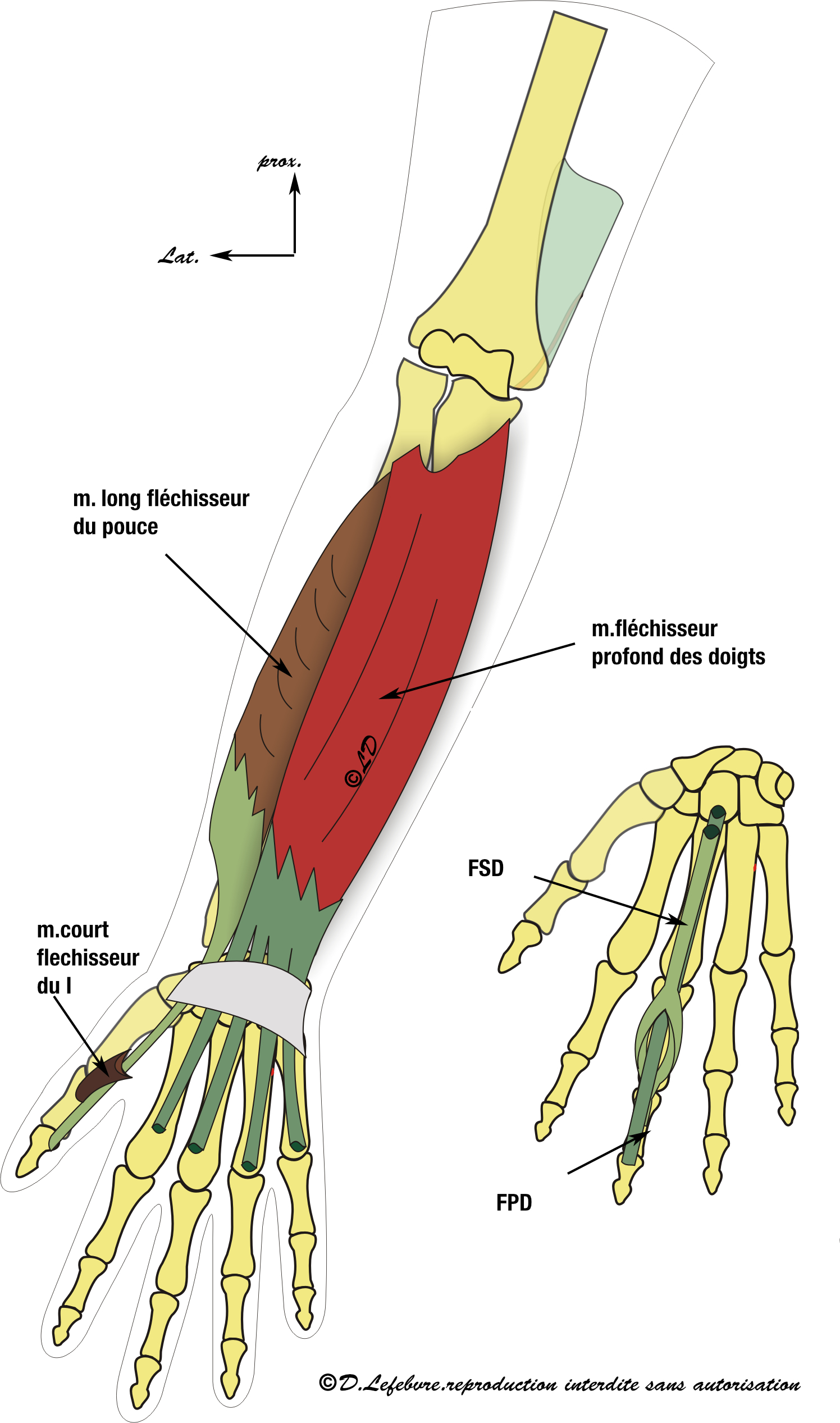 m.fléchisseur profond