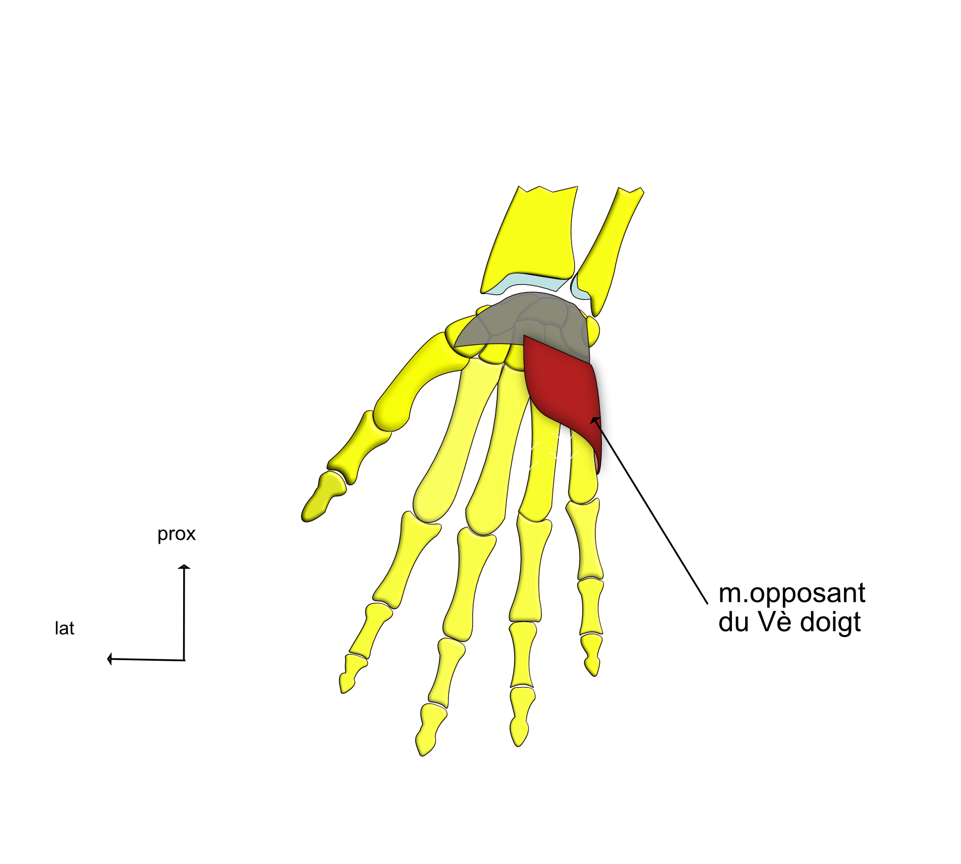 opposant du V