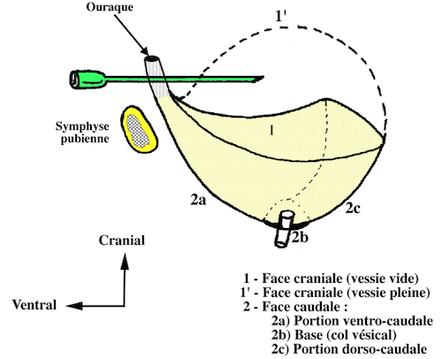 schema de la vessie