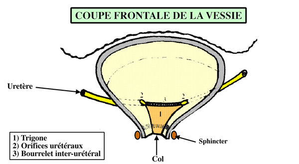 schema de la vessie