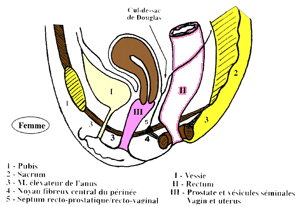 schema de la vessie