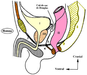 schema de la vessie