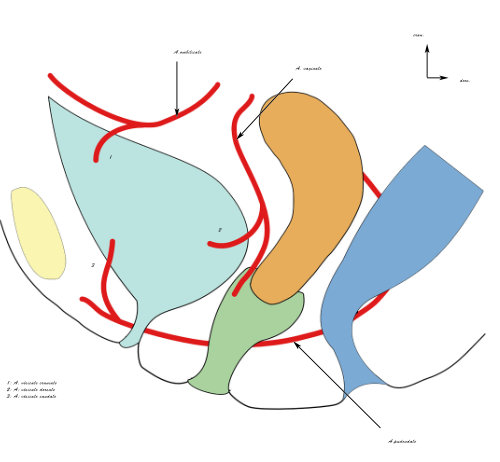 vasculrisation de la vessie