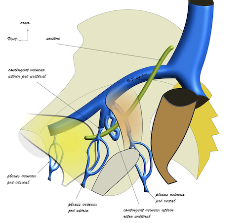 vascualrisation de la vessie