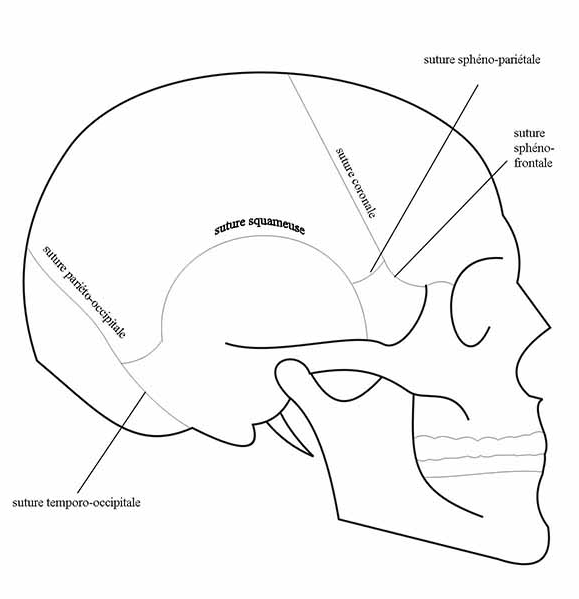 les sutures du crane