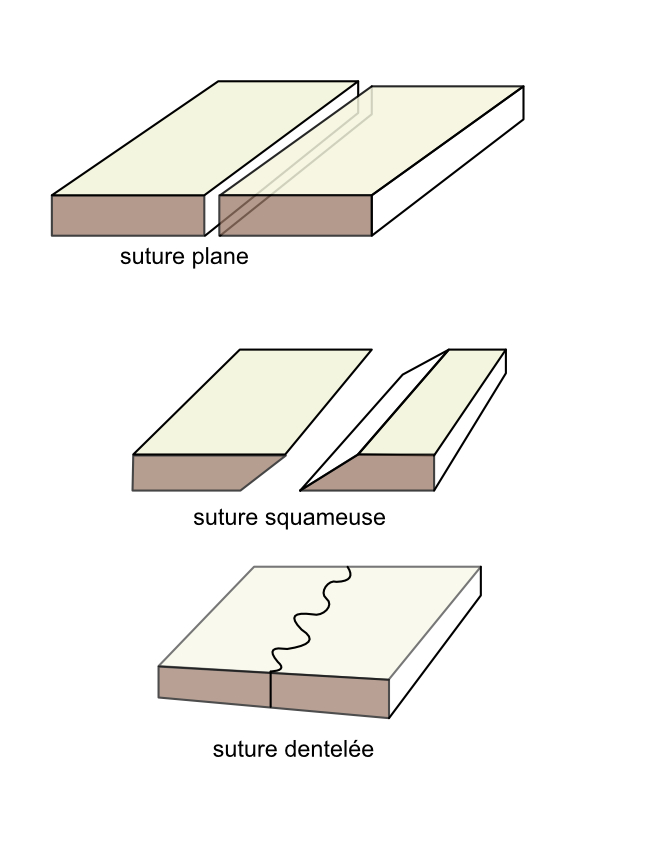 les surfaces en présence