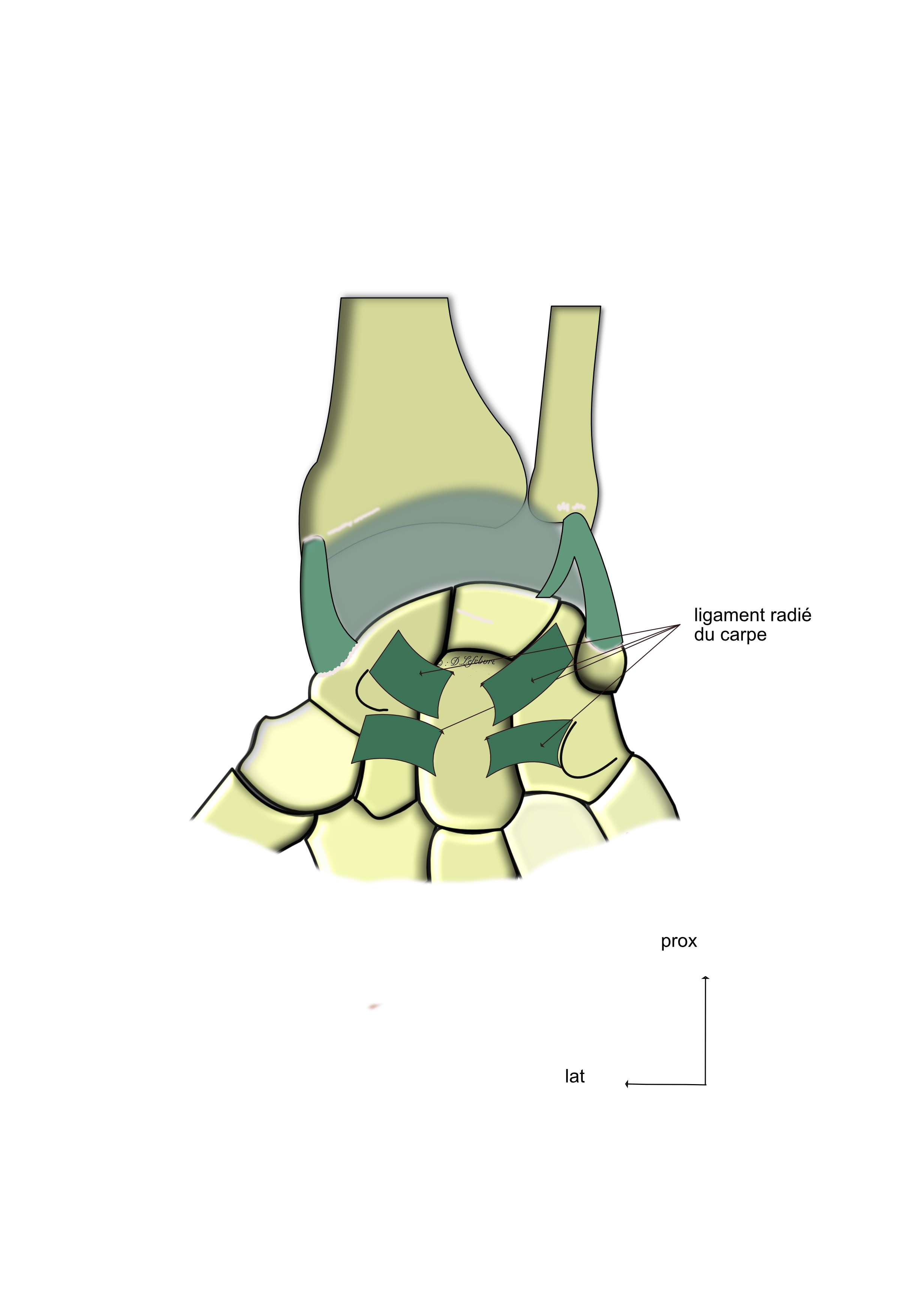 ligaments ventraux de la médio carpienne