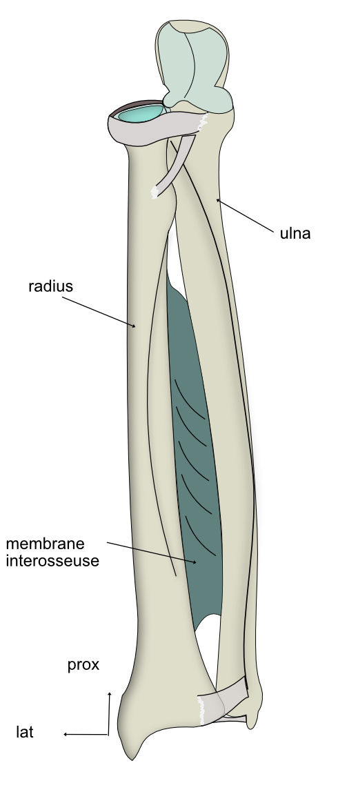 membrane interosseuse