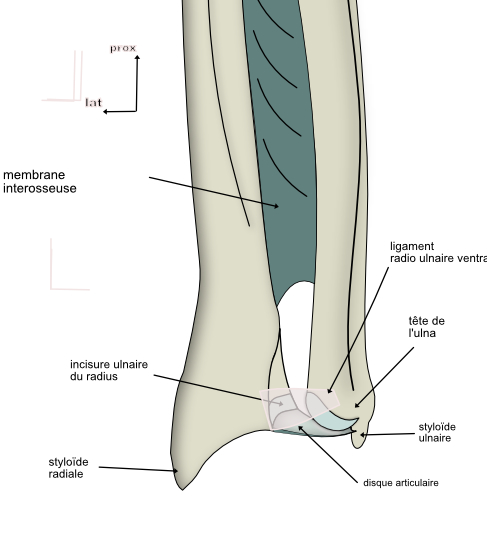 articulation radio ulnaire distale