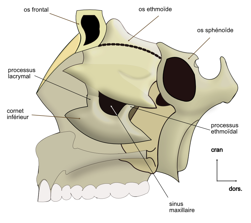  cornet inférieur  dans la fosse nasale