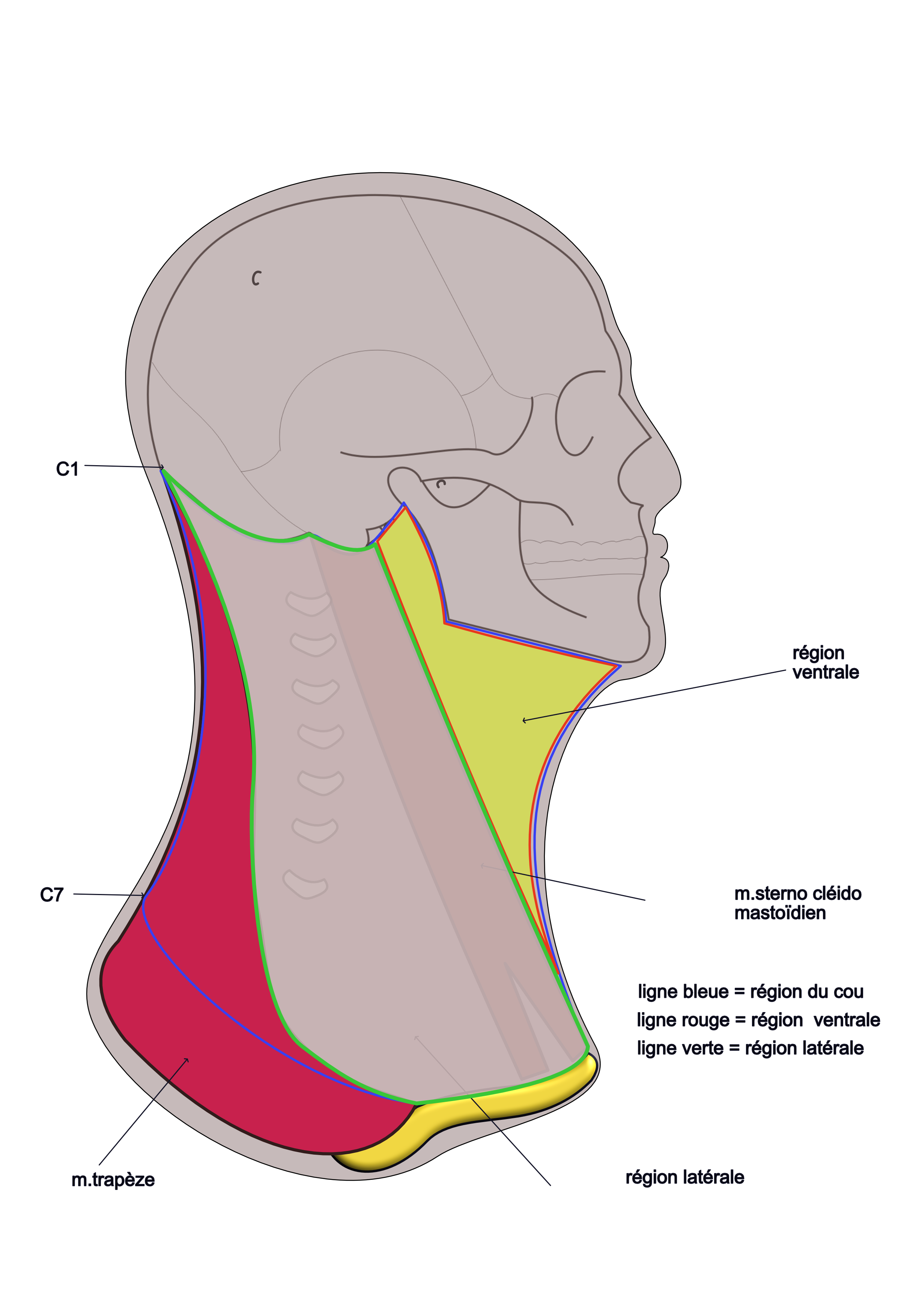les régions du cou