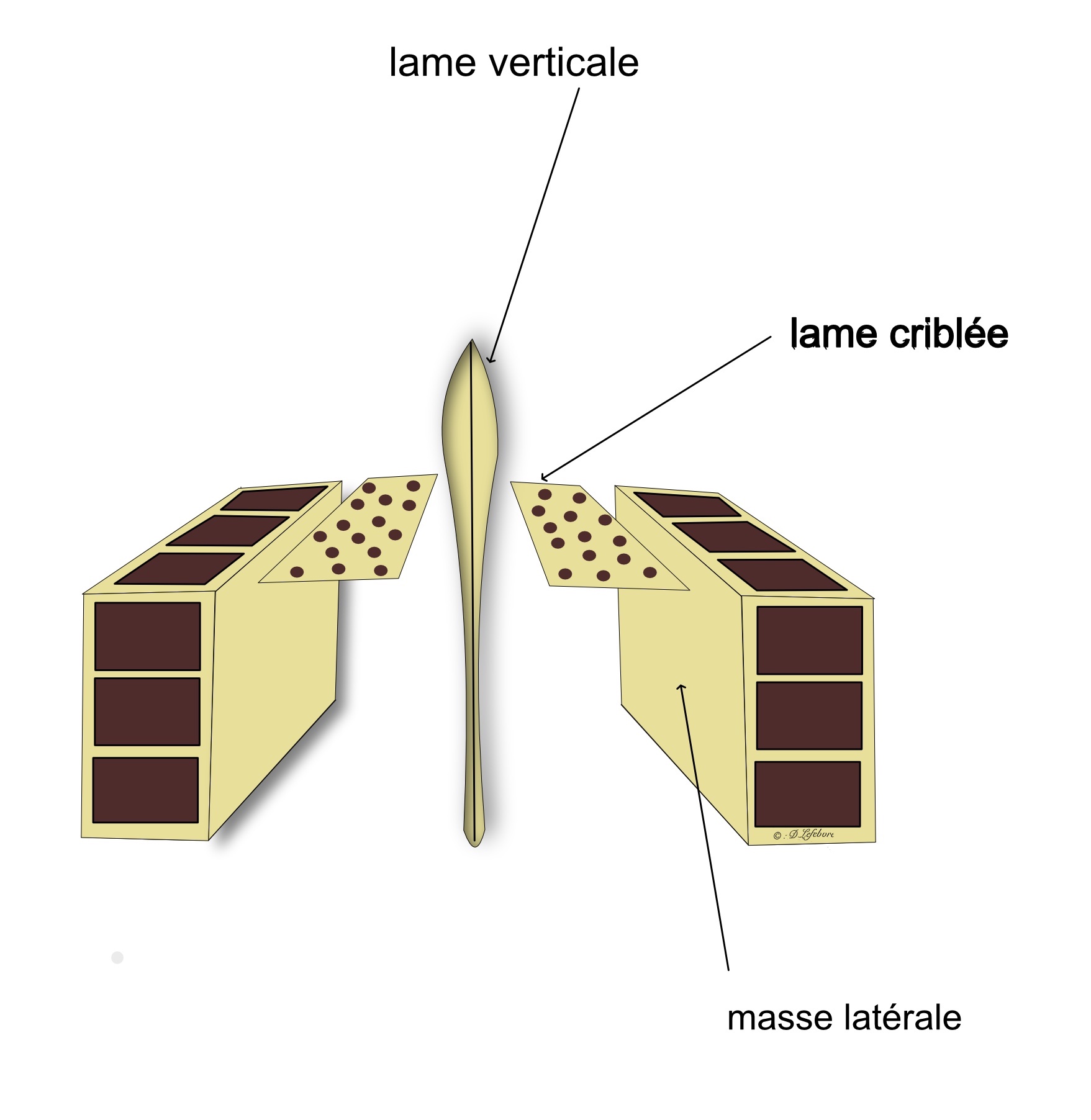  os ethmoide