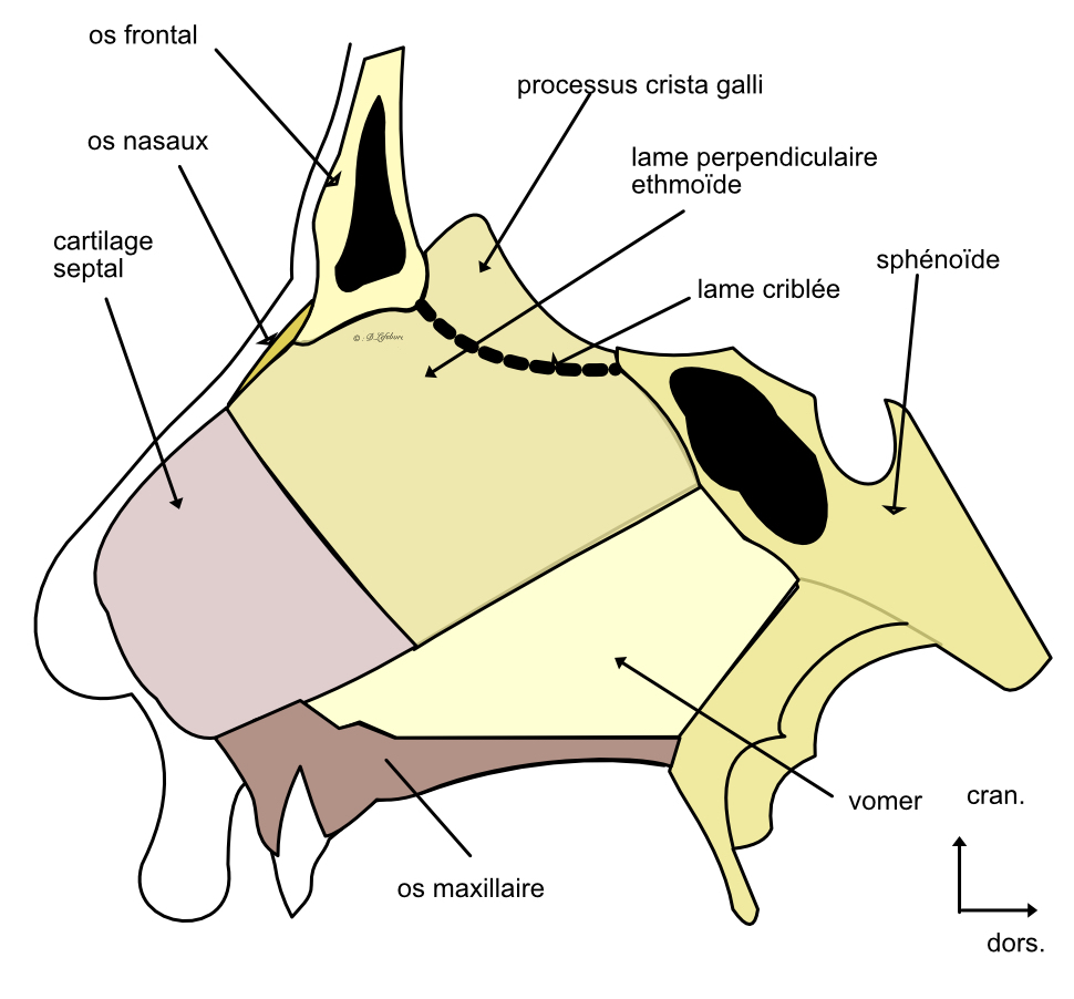 lame verticale